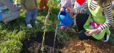 Dia da Árvore, todos unidos preservamos o ambiente